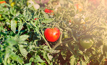 Observatorio Tecnológico del Tomate